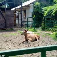 Алтайский марал :: Нина Бутко Алтайский марал :: Нина Бутко