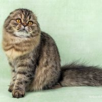 ... :: Светлана Ищенко