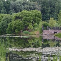 Ивы-брокколи. :: Николай Ивы-брокколи. :: Николай