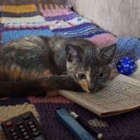 - Ну поиграй со мной - :: Татьяна Помогалова - Ну поиграй со мной - :: Татьяна Помогалова