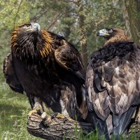Беркут :: SanSan 