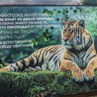 «Парк львов Земля Прайда» :: Михаил "Skipper"
