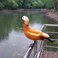 В дождливый июньский день ... :: Константин Анисимов В дождливый июньский день ... :: Константин Анисимов