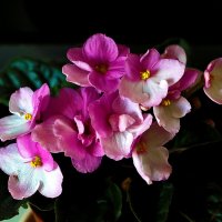 Моя фиалочка :: Светлана Моя фиалочка :: Светлана