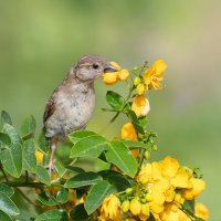 *** :: Людмил@ ... *** :: Людмил@ ...