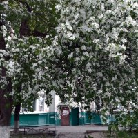 *** :: Валентина Береснева