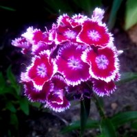 Гвоздика :: Елена Семигина