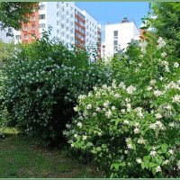 Аромат жасмина во дворе дома :: Ольга Довженко