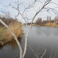 зарисовка :: Елена Шаламова
