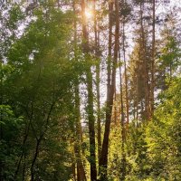 Летний день в лесу. :: Мила Бовкун Летний день в лесу. :: Мила Бовкун