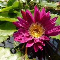 ...Nymphaea Ruby :: Галина ...Nymphaea Ruby :: Галина
