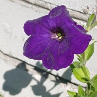 Цветы июня.  Петуния :: Наталья Герасимова