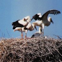 Семья аистов :: Людмила Смородинская