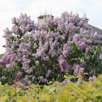 МАЙСКИЙ АРОМАТ СИРЕНИ... :: Валентина МАЙСКИЙ АРОМАТ СИРЕНИ... :: Валентина