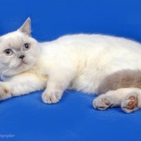 ... :: Светлана Ищенко ... :: Светлана Ищенко