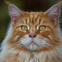 *** :: Людмил@ ... *** :: Людмил@ ...