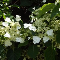 Лето... :: Freddy 97