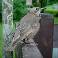 птенец в терпеливом ожидании :: sv.kaschuk 