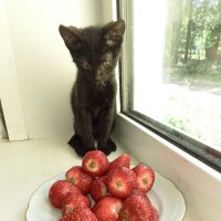 Гаврик :: Сергей Кочнев