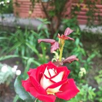 ,,, :: Сергей Тимоновский