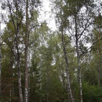 В лесу :: Freddy 97 В лесу :: Freddy 97