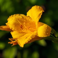 ** :: Виталий Емельянов ** :: Виталий Емельянов
