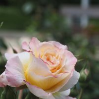 Роза :: Игорь Ковалев