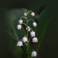ЦВЕТОК :: Владимир 
