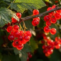 Смородина :: Валерий Ткаченко