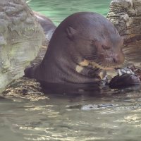 Гигантская выдра :: <<< Наташа >>>