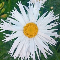 Ромашки бывают и такие :: Галина Бобкина