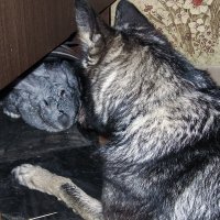 Дружбаны :: Светлана Никитина