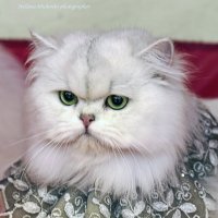 Фото с выставки :: Светлана Ищенко