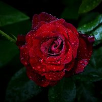 а просто летний дождь прошел... :: Aleksandr .
