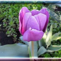 жаль что весна прошла :: Mila 