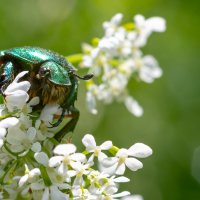 Cetonia aurata :: Владимир Лазарев