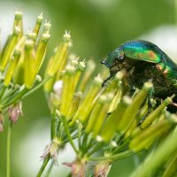 Cetonia aurata :: Владимир Лазарев