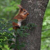 Про белочку... :: Николай Саржанов