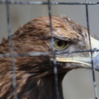 Сижу за решёткой в темнице сырой. Вскормлённый в неволе орёл молодой, :: Сергей Сомихин
