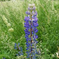 Люпин :: Лидия Бусурина