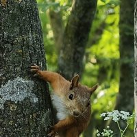 Красавица на дереве :: Мариша Тим