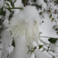 такой разный ноябрь :: Елена Шаламова