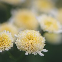 Лето в фокусе :: Svetlana Galvez