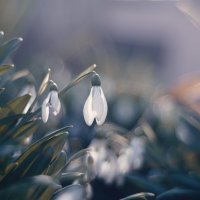 Мартовские подснежники. :: Анатолий Щербак