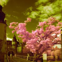 Ожидание под деревом... :: Николай Гирш