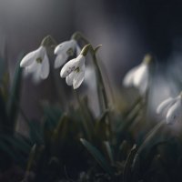 Про мартовские подснежники. :: Анатолий Щербак