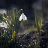 Про мартовские подснежники. :: Анатолий Щербак