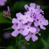 *** :: Виктор Иванович Чернюк *** :: Виктор Иванович Чернюк