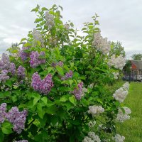 Про сирень с видом на дом :: Мария Васильева