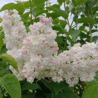 Ветка сирени :: Мария Васильева